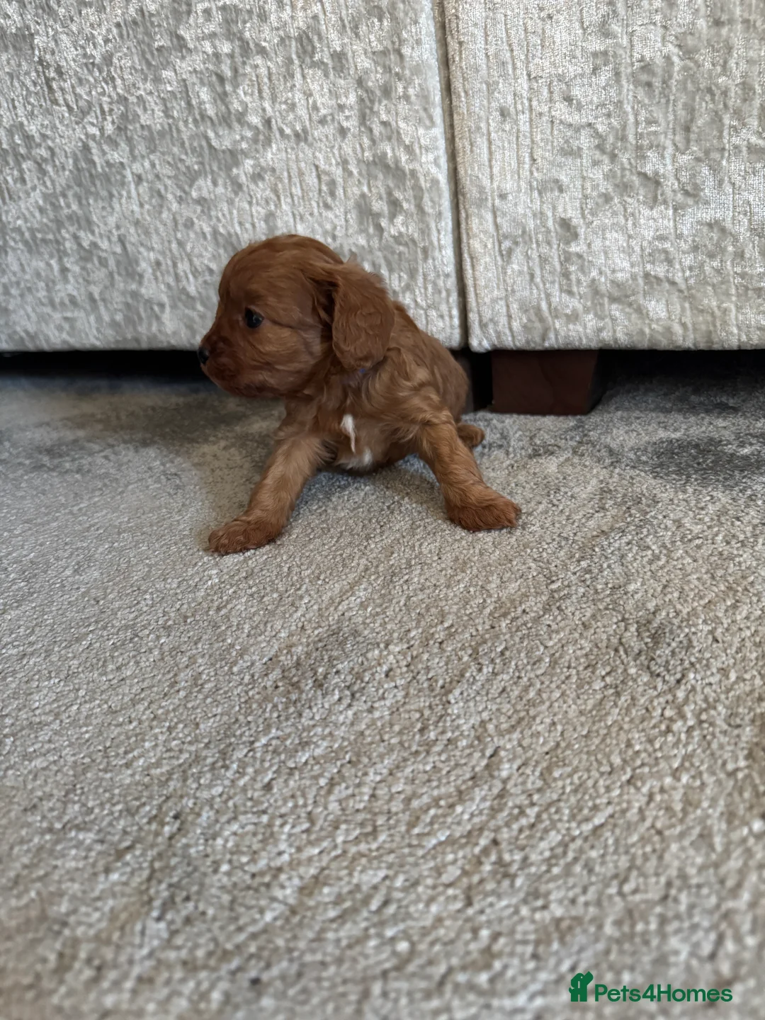 Cavapoo dogs for sale: Superb quality Cavapoo Puppies  - Advert 8