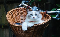 Ragdoll cats for sale: 🎀Beautiful Ragdoll kittens (TICA reg)🎀 - Image 2