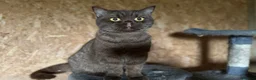 British Shorthair cats for sale: ❤️ Gentle Adult BSH Cats Searching for a Home ❤️ - Advert 9