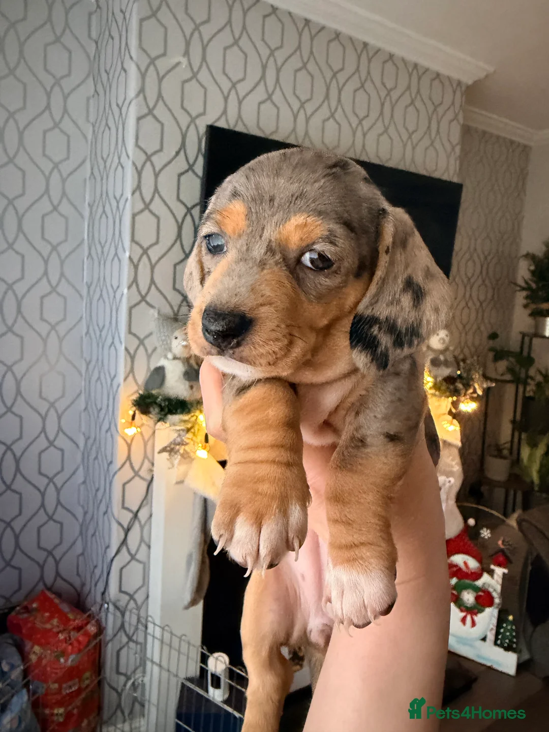 Dachshund dogs for sale:  Family dogs first puppies - stunning Dachshunds  - Advert 16