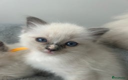 Ragdoll cats for sale: Ragdoll kittens - Image 3