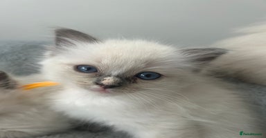 Ragdoll cats - Advert 10