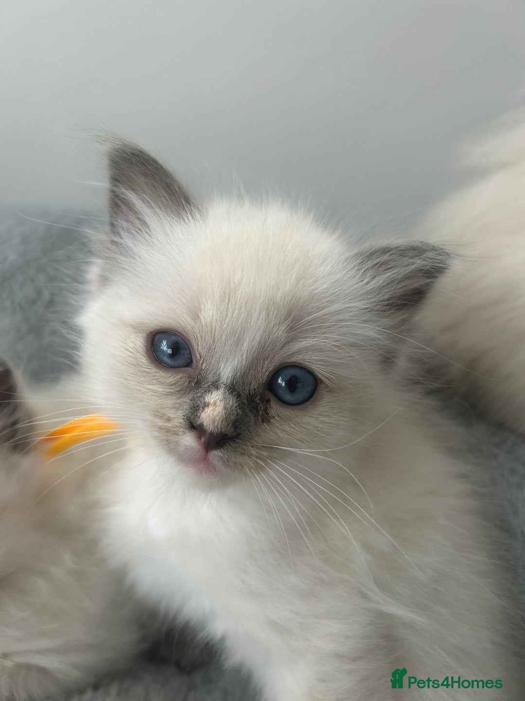 Ragdoll cats for sale: Ragdoll kittens - Image 3