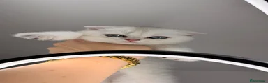 Scottish Fold Kitten 1
