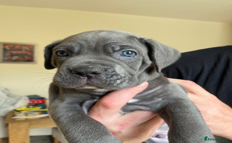Cane Corso dogs for sale - Advert 1