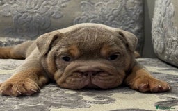 English Bulldog dogs for sale: Chunky English bulldogs  - Image 12
