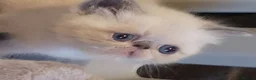 Exotic cats for sale: Colour Point Exotic Males - Advert 7