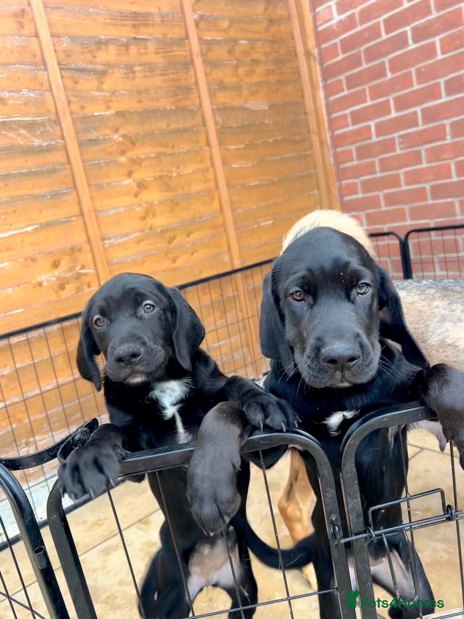 Mixed Breed dogs 2 girls left 🐾 READY NOW  - Advert 19