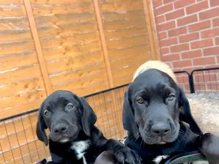 Mixed Breed dogs 2 girls left 🐾 - Advert 3