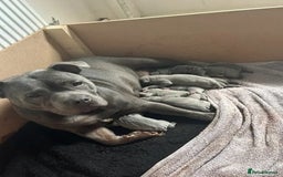 Staffordshire Bull Terrier dogs for sale: admirable Blue staffy pups so cute.  - Image 6