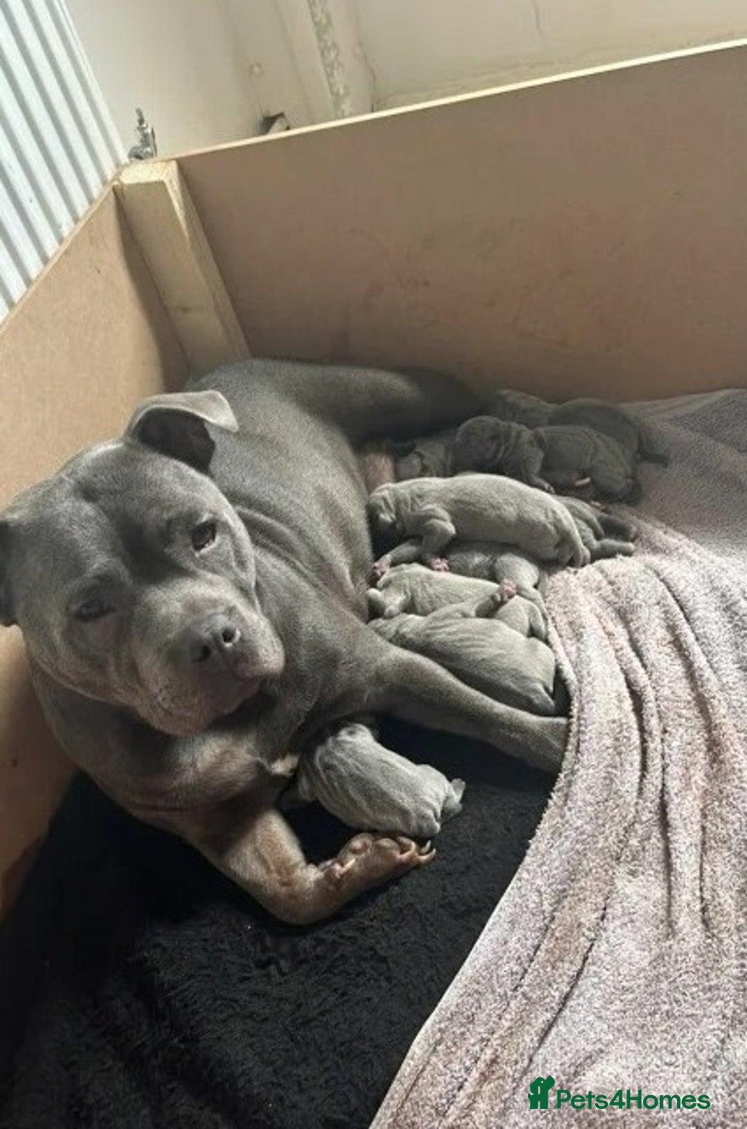 Staffordshire Bull Terrier dogs for sale: admirable Blue staffy pups so cute.  - Image 6