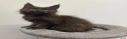 Maine Coon cats for sale: Pedigree GCCF Russian Kazakhstan import line - Advert 3
