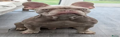 French Bulldog 3