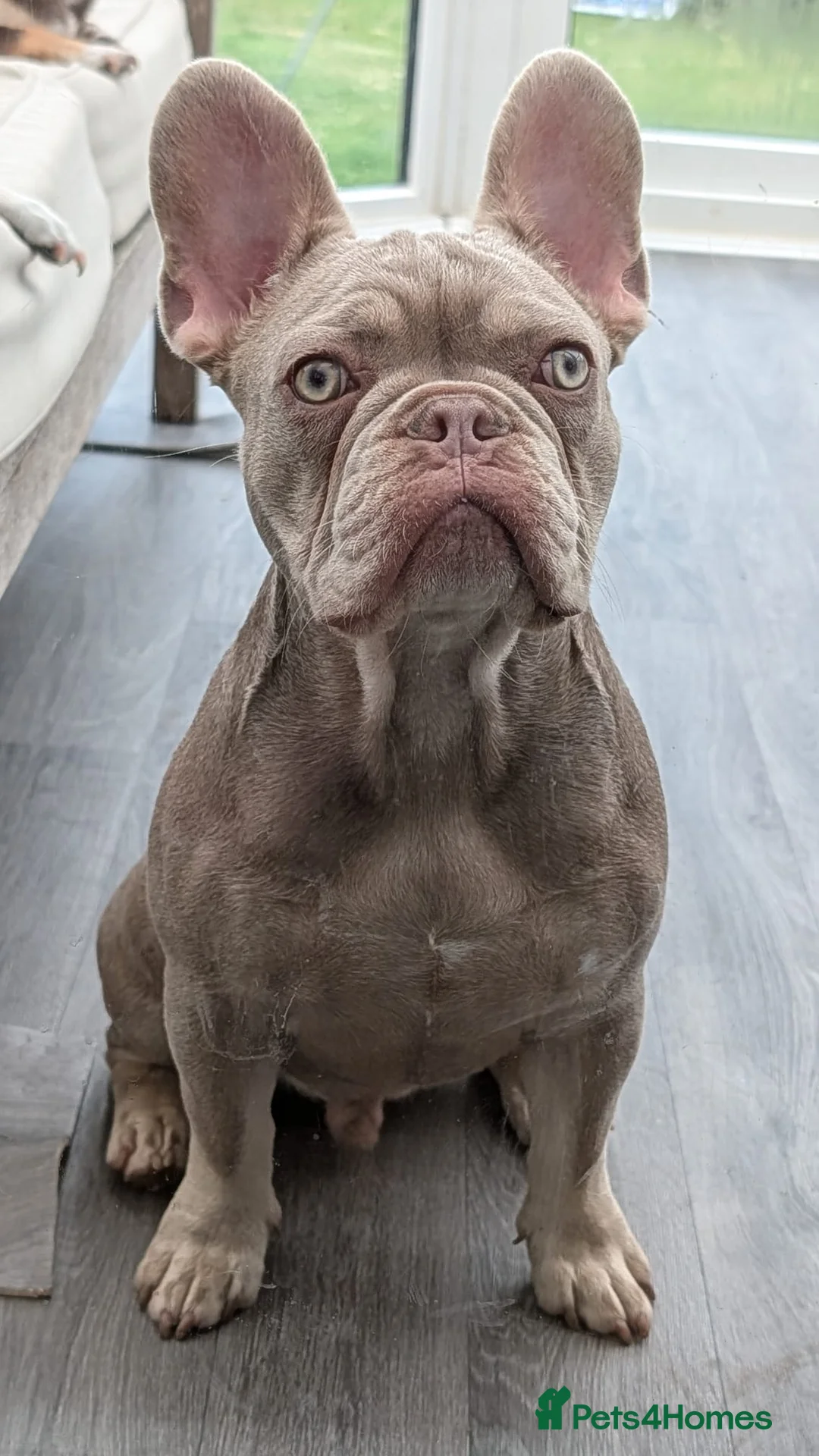 French Bulldog dogs for sale: 8 month old KC registered French bulldogs pups  - Advert 2