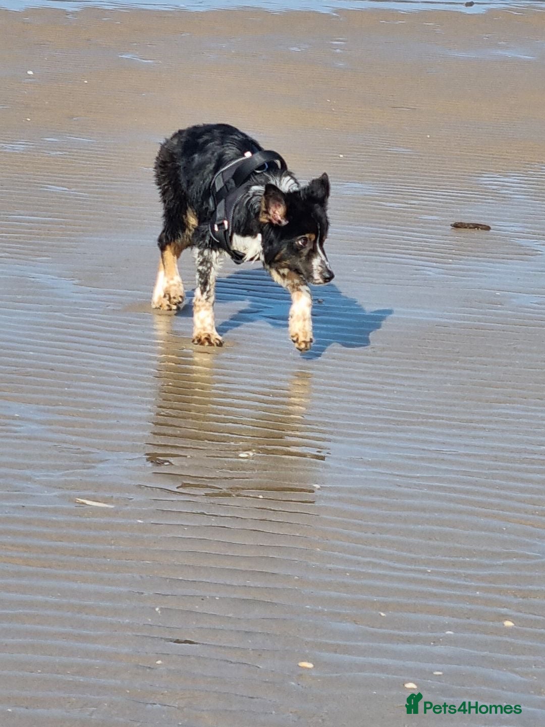 Border Collie dogs for sale: Border collie for sale!! - Advert 2