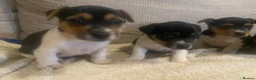 Jack Russell dogs for sale: Gorgeous Miniature Jack Russell puppies  - Advert 9