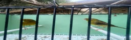 Canaries birds for sale: Canerys for sale  - Advert 3
