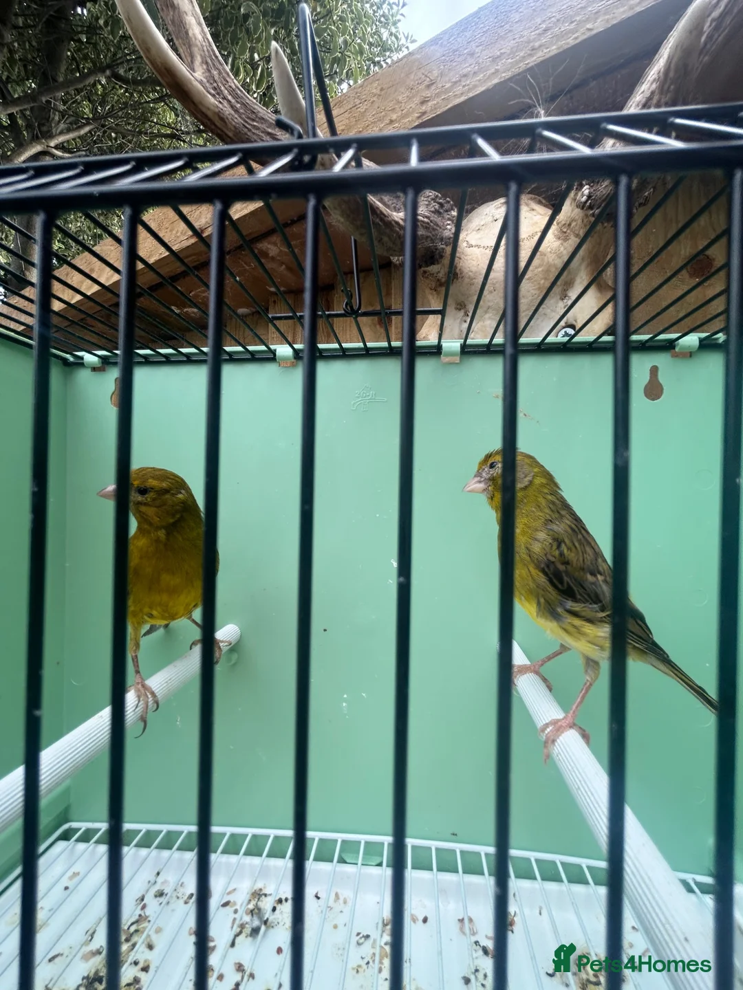 Canaries birds for sale: Canerys for sale  - Advert 3