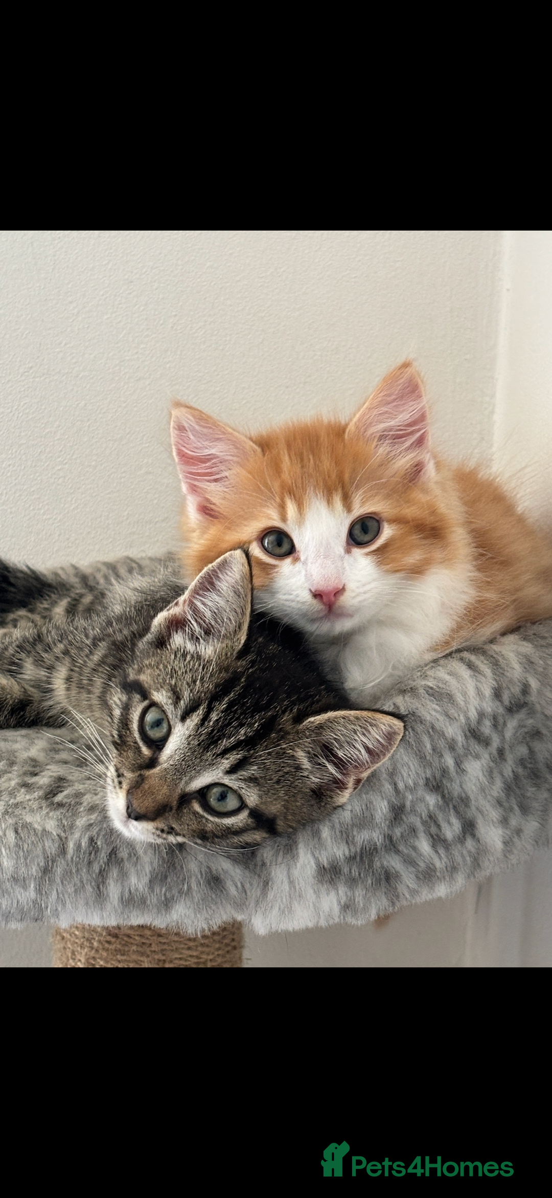 Mixed Breed cats for sale: Mitch & Bingo  - Advert 2