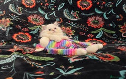 Persian cats for sale: Persian Kittens  - Image 15