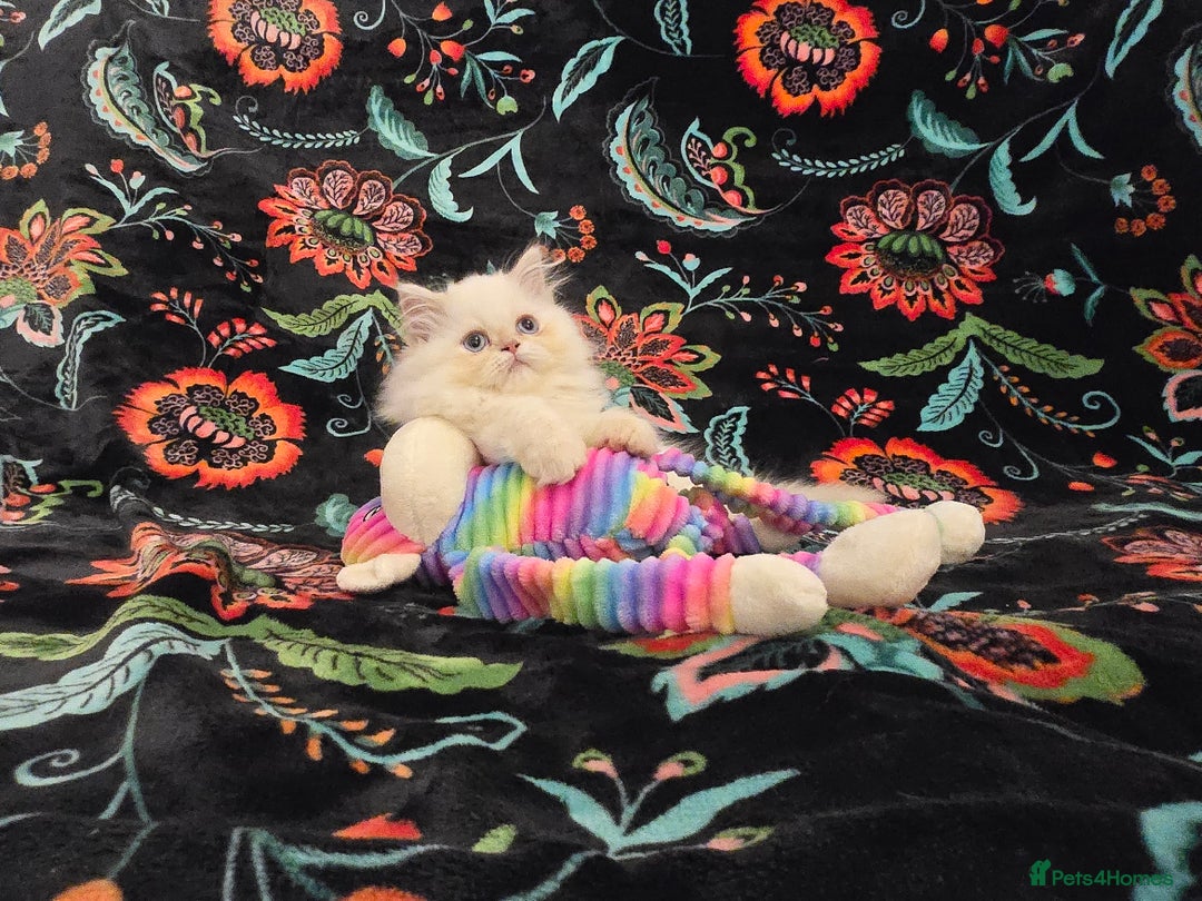 Persian cats for sale: Persian Kittens  - Image 15