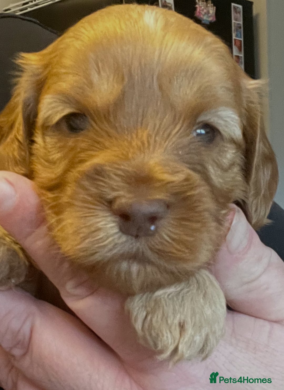 Cockapoo dogs for sale: 8 gorgeous Cockapoos  - Image 31