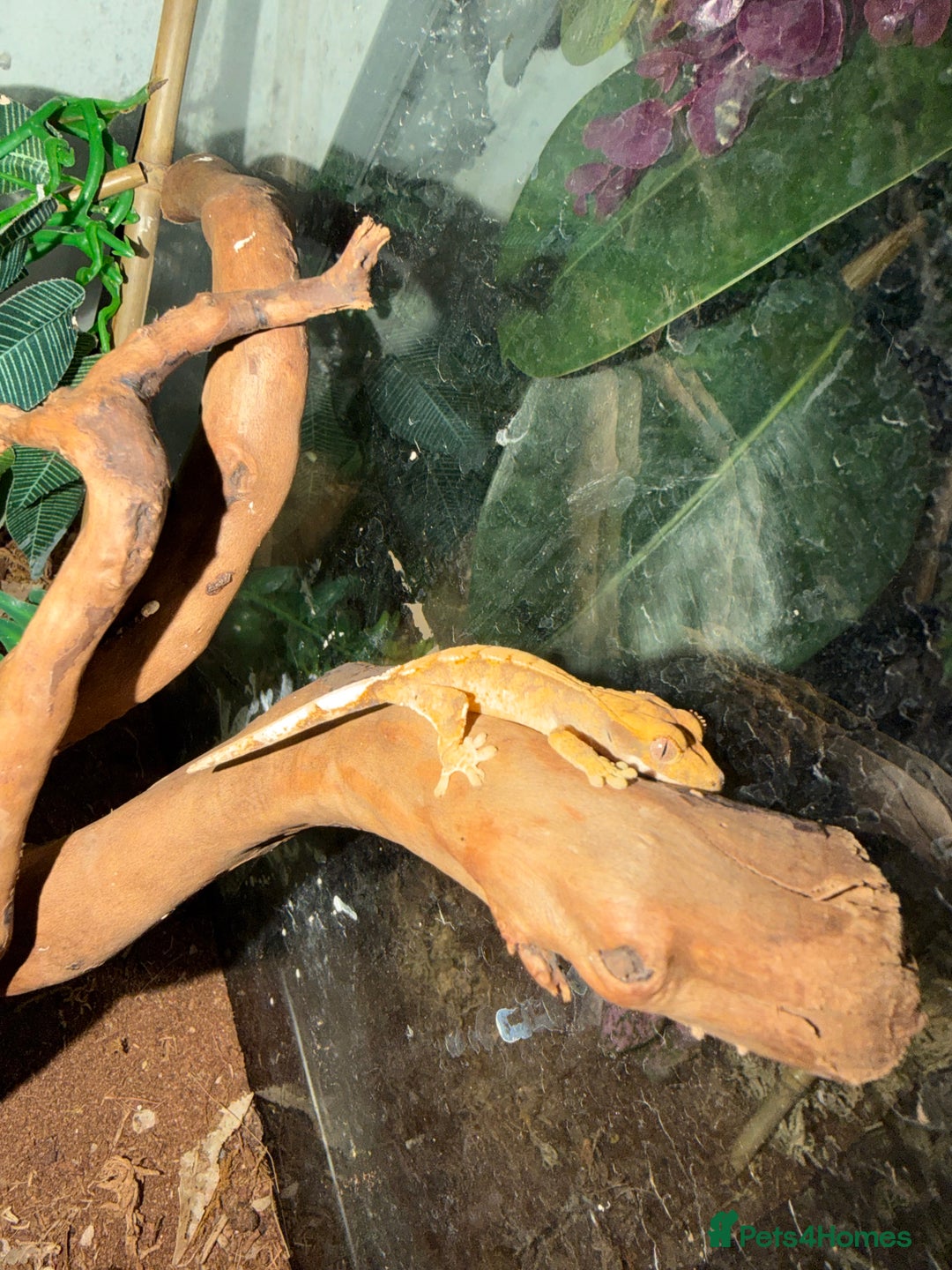 Gecko reptiles for sale: Crested gecko babies  - Image 5