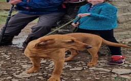 Labrador Retriever dogs for sale: Stunning Fox Red Labrador Puppies – Working lines - Image 4