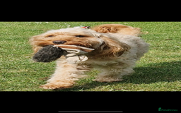 Cockapoo dogs for stud: Mr Bailey  - Image 2