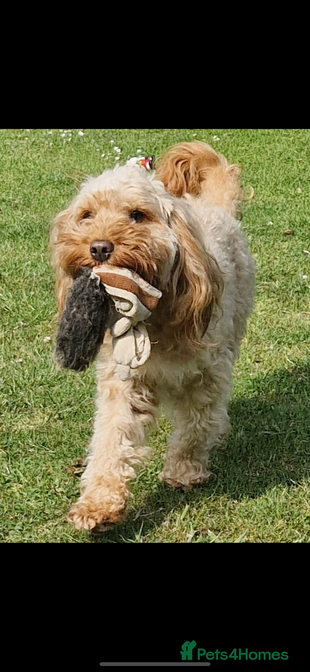 Cockapoo dogs for stud: Mr Bailey  - Image 2