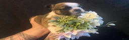 French Bulldog dogs for sale: EXCEPTIONAL LITTER OF FRENCH BULLDOG PUPPIES - Advert 9