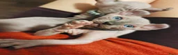 Sphynx cats for sale: Last boy available. READY NOW - Advert 11