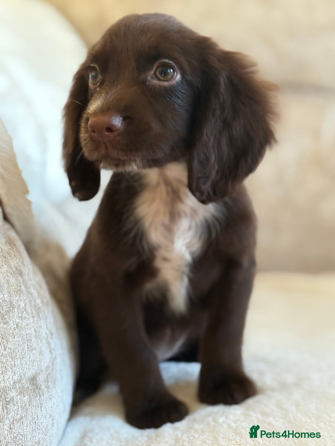 Cocker Spaniel dogs for sale: Stunning cocker spaniel puppies  - Advert 6