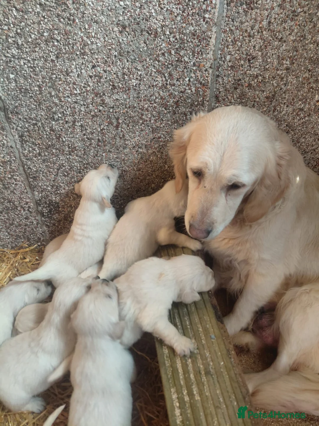 Golden Retriever dogs for sale: Golden Retriever Pups - Ready to go - Advert 6