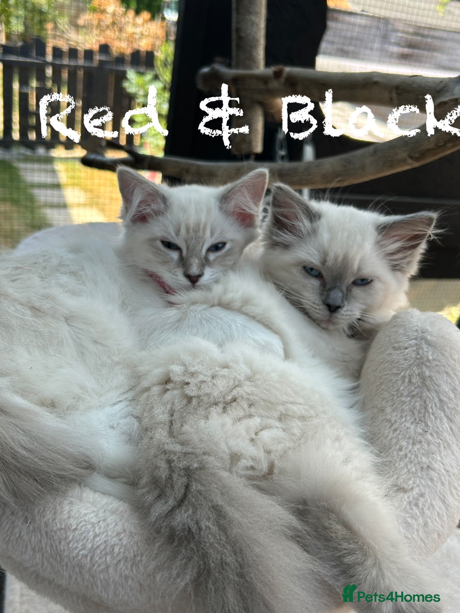 Ragdoll cats Two Blue Point Ragdoll Females  - Advert 5