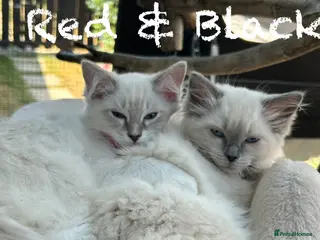 Ragdoll cats Two Blue Point Ragdoll Females - Advert 5