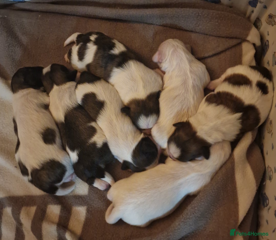 Shih Tzu dogs for sale: Meet Our Gorgeous Shih Tzu Puppies!  - Image 5