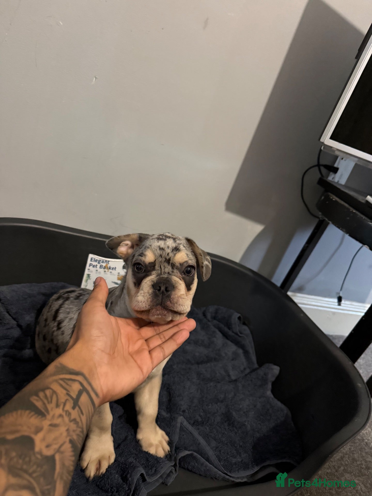 French Bulldog dogs Last frenchie available!! - Advert 3