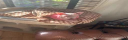 Sphynx cats for sale: Special person wanted for loving girl sphynx  - Advert 4