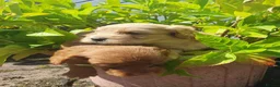 Cockapoo dogs for sale: cockapoo puppies f1 in Ayr - Advert 2