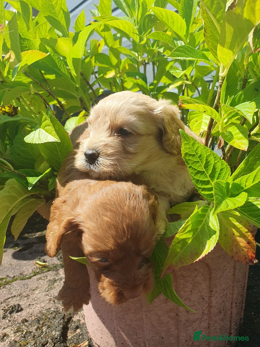 Cockapoo dogs for sale: cockapoo puppies f1 in Ayr - Advert 2