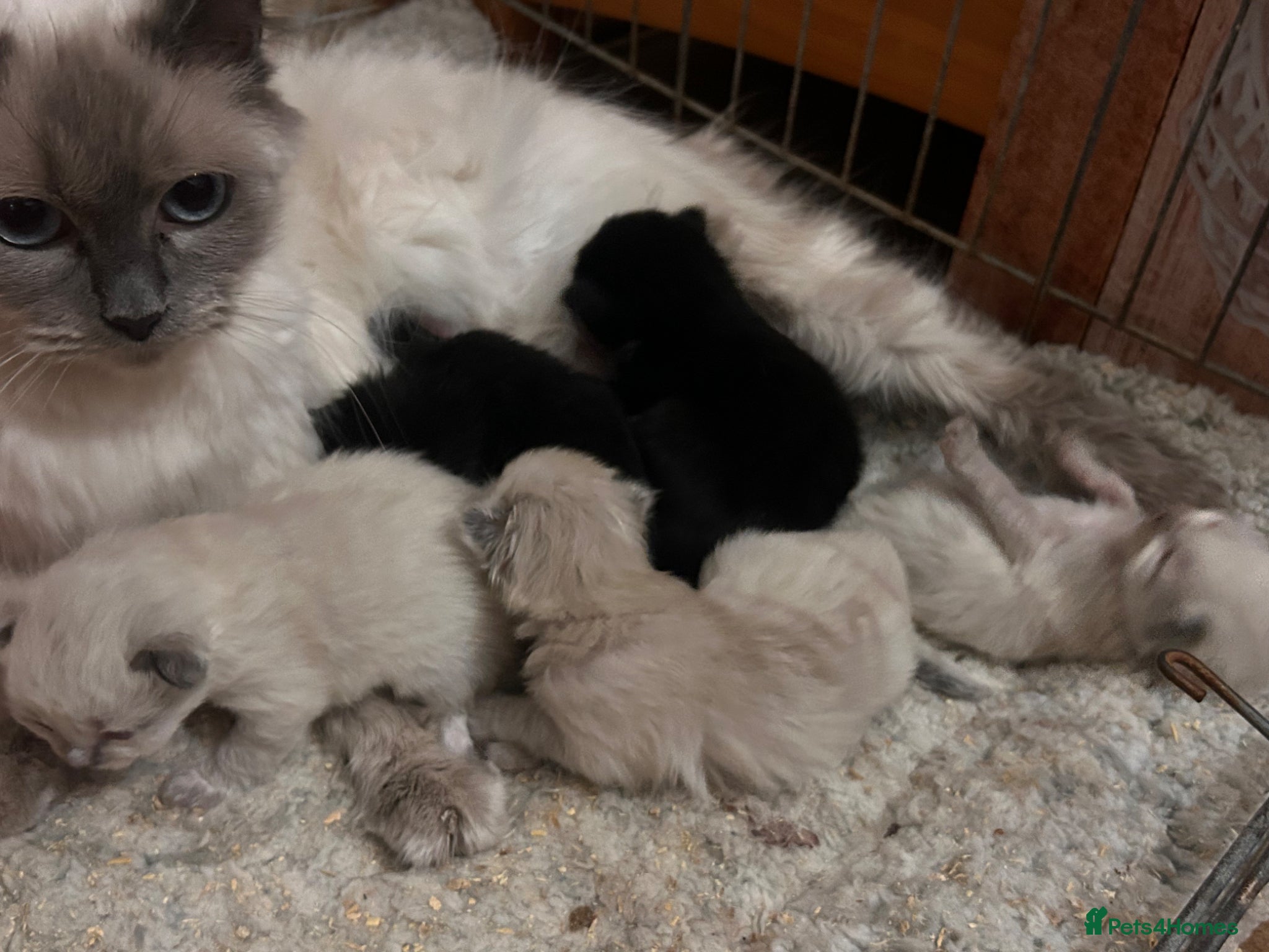 Mixed Breed cats Ragdoll x Maine coon kittens - Advert 1