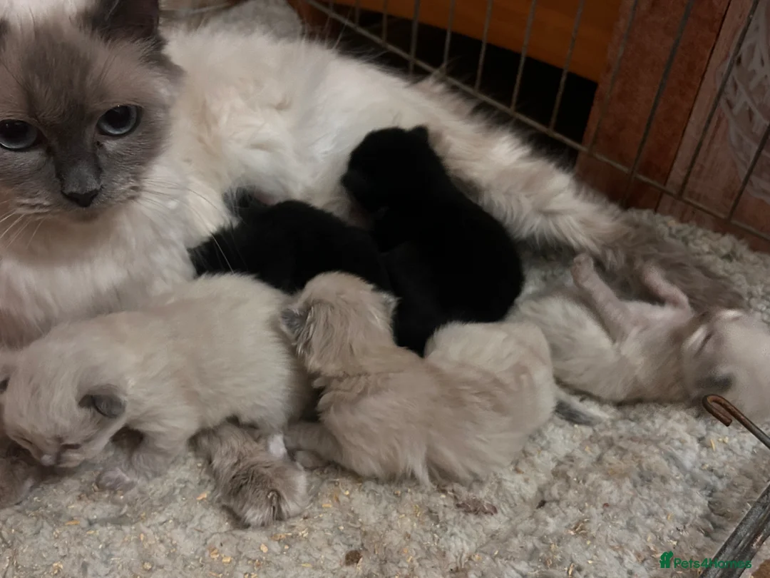 Mixed Breed cats for sale: Ragdoll x Maine coon kittens - Advert 1