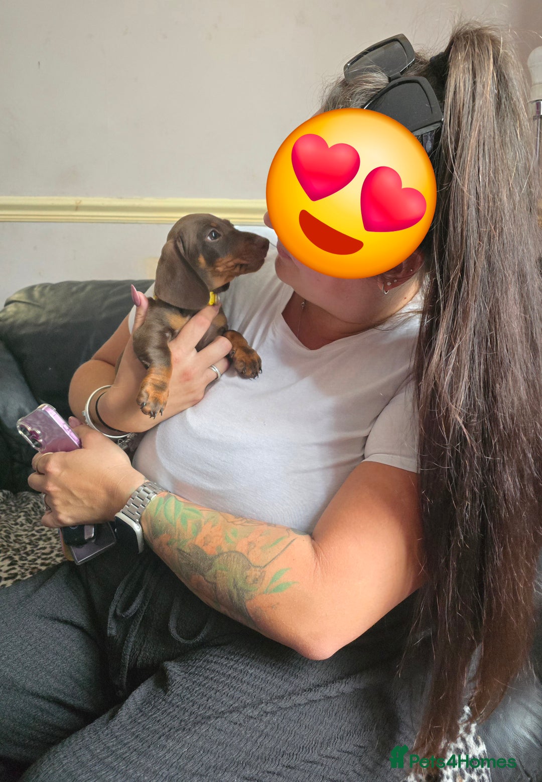 Miniature Dachshund dogs for sale: Minature Dachshund Puppy - Image 20