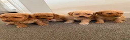 Miniature Poodle dogs for sale: Exquisite KC Registered miniature Poodles  - Advert 9