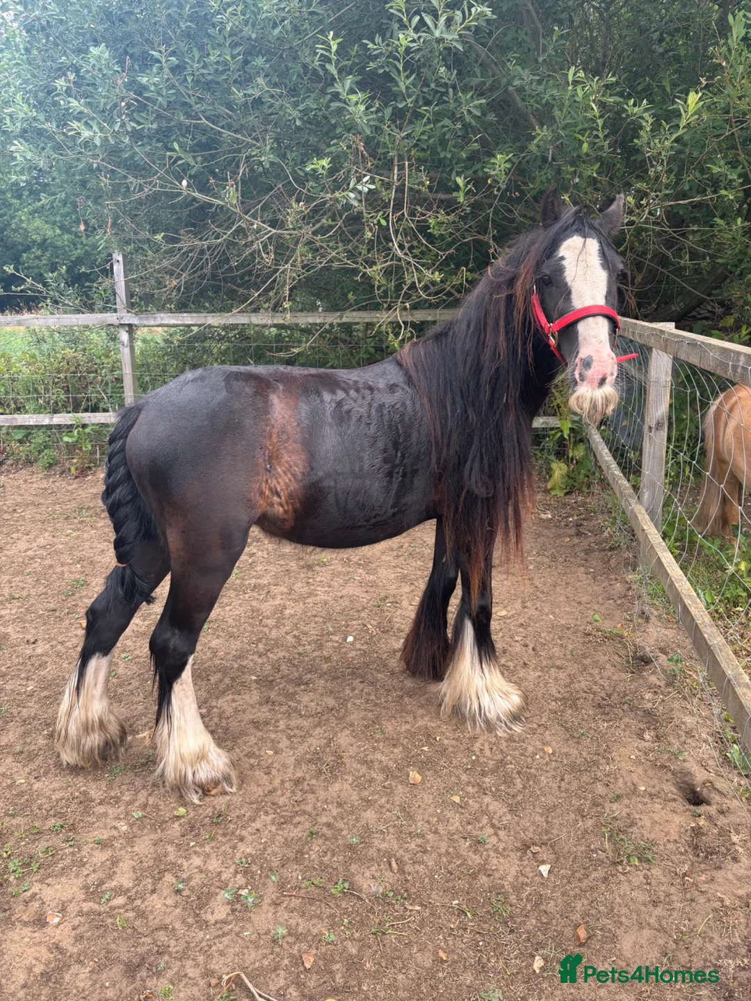 Irish Cob horses for sale: Rising 3 Cob Colt in King's Lynn - Advert 1