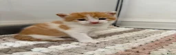 Mixed Breed cats for sale:     Healthy Playful Kittens - Advert 20