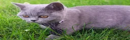 British Shorthair cats for sale: Ready to go. Gccf registered blue BSH kittens - Advert 32