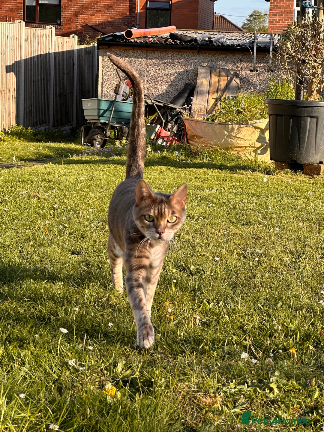 Bengal cats for sale: 6 year old bengal neutered male looking for home  - Image 8