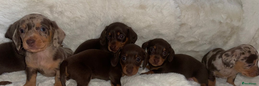 Miniature Dachshund dogs for sale: Miniature dachshund puppies - Image 6